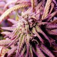 (Bild für) Candy Girl CBD