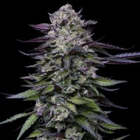 (image pour) Candy Hustle