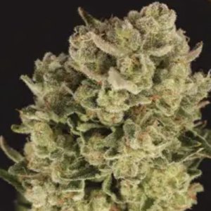 (Bild für) Candy Jungle Auto fem