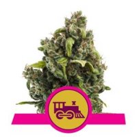 Candy Kush Express feminized