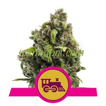 Candy Kush Express feminized - zum Schließen ins Bild klicken