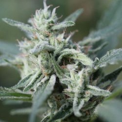 Ein allgemeines Bild