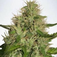 (Bild für) Cannabis Light