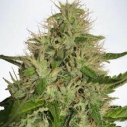 Ein allgemeines Bild