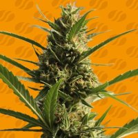 (Bild für) Cannaboom CBD