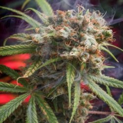 Ein allgemeines Bild