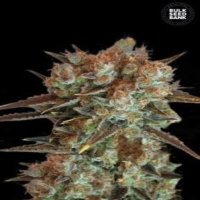 (image pour) Caramel King female