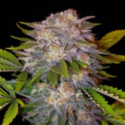 Ein allgemeines Bild