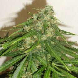 Ein allgemeines Bild