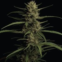 (Bild für) Caribbean Queen