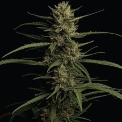 Ein allgemeines Bild