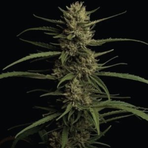 (Bild für) Caribbean Queen