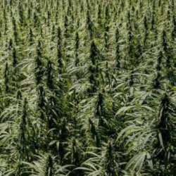 Ein allgemeines Bild