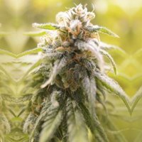 (imagen para) CBD Afghani 6 fem