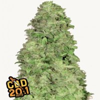 CBD Auto 20:1