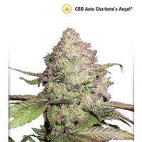 (image pour) CBD Auto Charlottes Angel