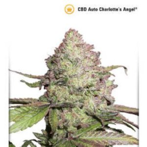 (imagen para) CBD Auto Charlottes Angel