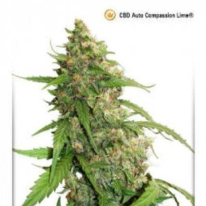 (image pour) CBD Auto Compassion Lime