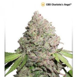 (image pour) CBD Charlottes Angel