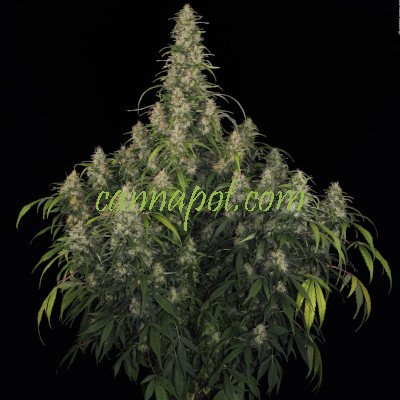 CBD Chronic female - zum Schließen ins Bild klicken