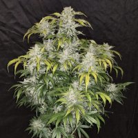 CBD Auto 1:1 aka CBD Crack Auto fem