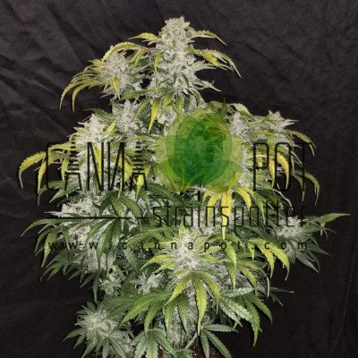 CBD Auto 1:1 aka CBD Crack Auto fem - zum Schließen ins Bild klicken