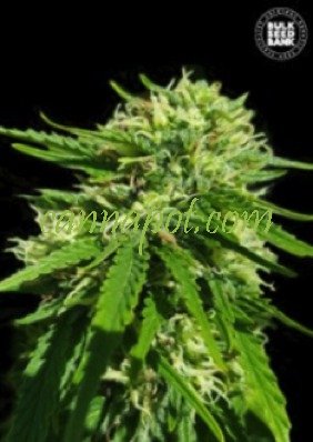 Good Wild Shark CBD female - zum Schließen ins Bild klicken