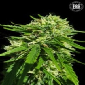 (image pour) Good Wild Shark CBD female