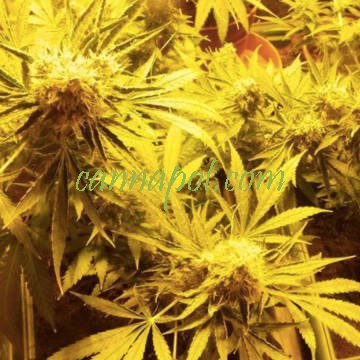 CBD Indica Mix 5 fem - zum Schließen ins Bild klicken