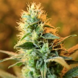 Une image générale