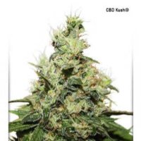 (image pour) CBD Kush