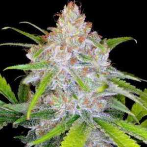 (imagen para) CBD Medi Kush 5 fem