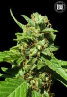 Nepal Gold CBD female