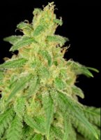 CBD Rene 6 fem