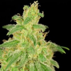 Ein allgemeines Bild