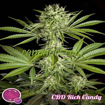 CBD Rich Candy fem - zum Schließen ins Bild klicken