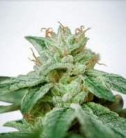 CBD Star fem