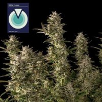 (image pour) CBDV 1:1 Auto female