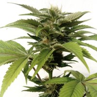 (Bild für) CBG Kush