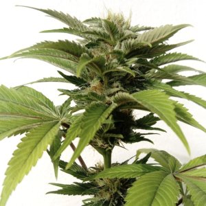 (image pour) CBG Kush