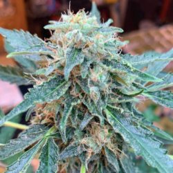 Ein allgemeines Bild