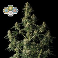 (Bild für) CBG Relief Auto female