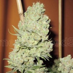 Ein allgemeines Bild