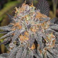 Charlottes Cookies 5 reg