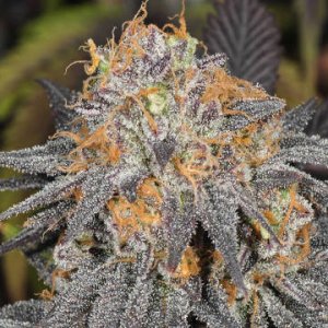 Charlottes Cookies 5 reg