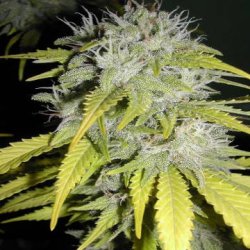 Ein allgemeines Bild