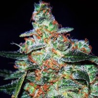 Cheese Auto feminized