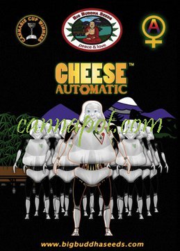 Cheese Automatic fem - zum Schließen ins Bild klicken