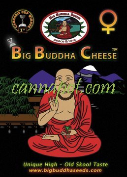Big Buddha Cheese fem - zum Schließen ins Bild klicken