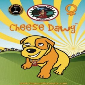 (image pour) Cheese Dawg fem